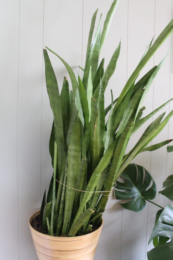 Are Snake Plants Safe For Cats And Dogs