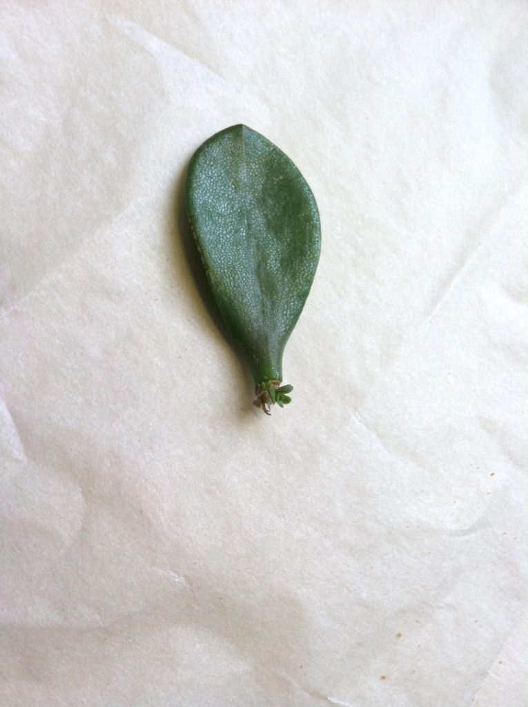 Jade Plant Propagation