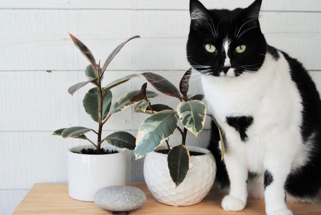 Cat and rubber trees