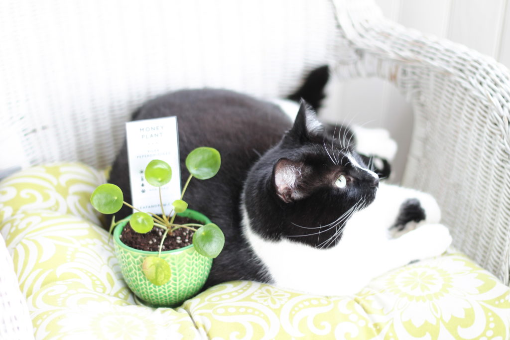 Are Pilea Peperomioides Safe For Pets?