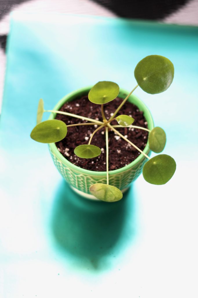 Are Pilea Peperomiodes Safe for Pets? :: LeafandPaw.com