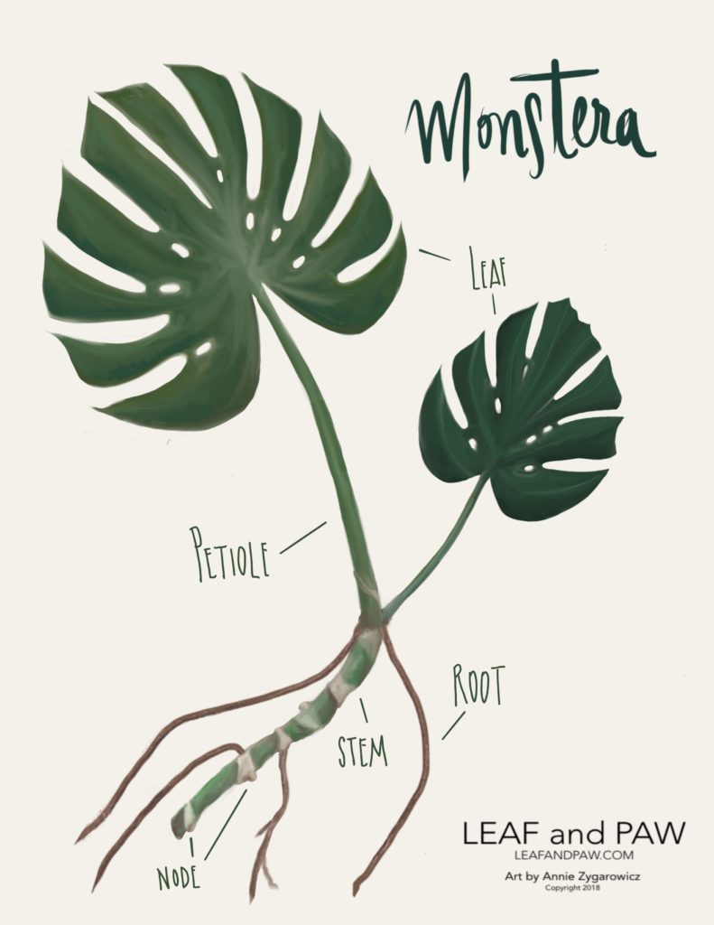 aerial roots monstera