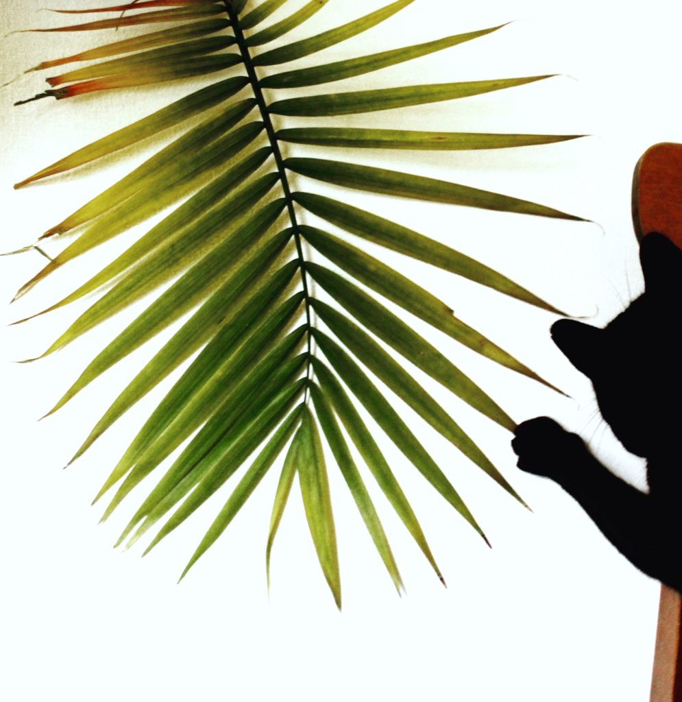 Palm tree toxic to clearance cats