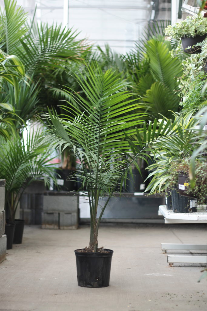 Plant Portrait Indoor Palms Leaf and Paw