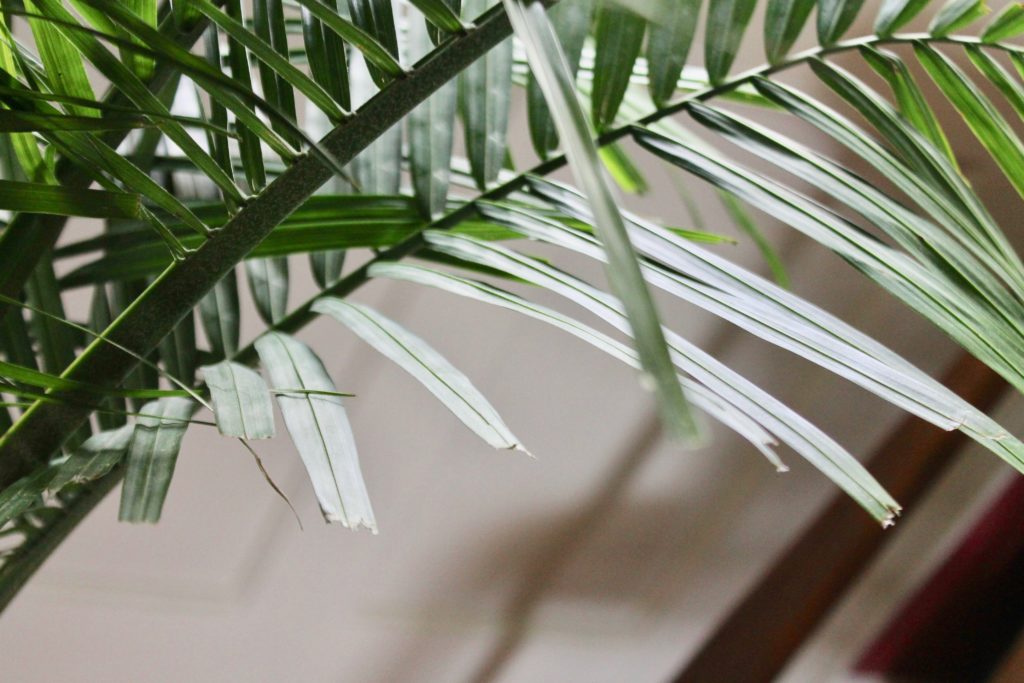 Is Ponytail Palm Toxic To Cats / 10 Cat Safe Houseplants That Are A Cinch To Grow Outside In - Always check before purchasing house plants as many of…»