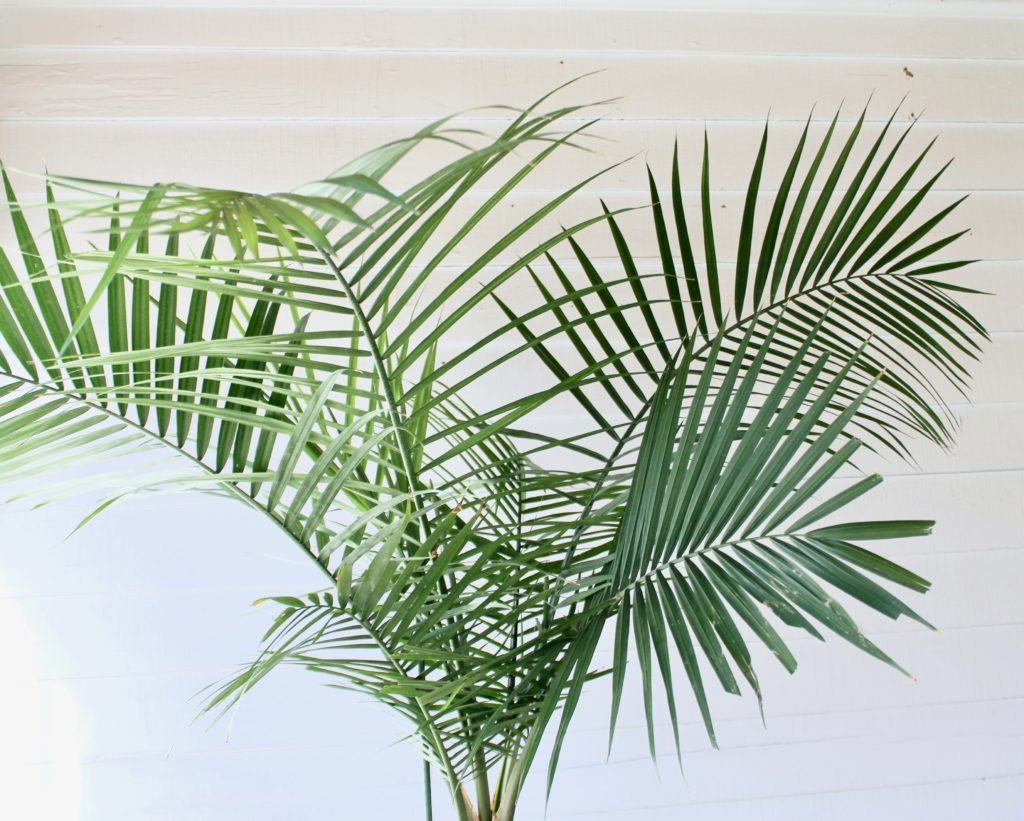 Plant Portrait Indoor Palms Leaf And Paw