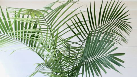 Plant Portrait: Indoor Palms - Leaf and Paw