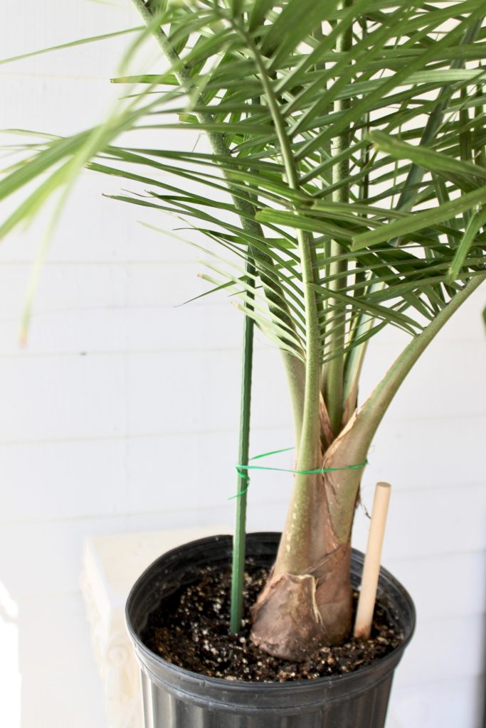 Plant Portrait Indoor Palms Leaf and Paw