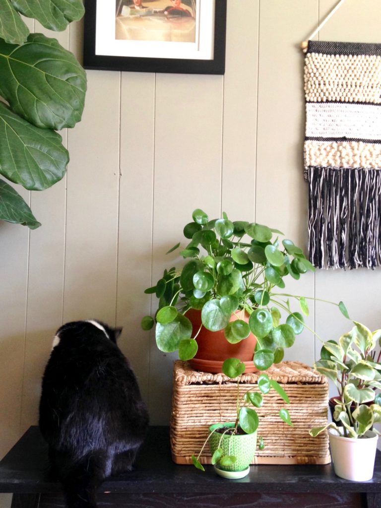how to care for pilea peperomioides