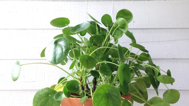 how to care for pilea peperomioides