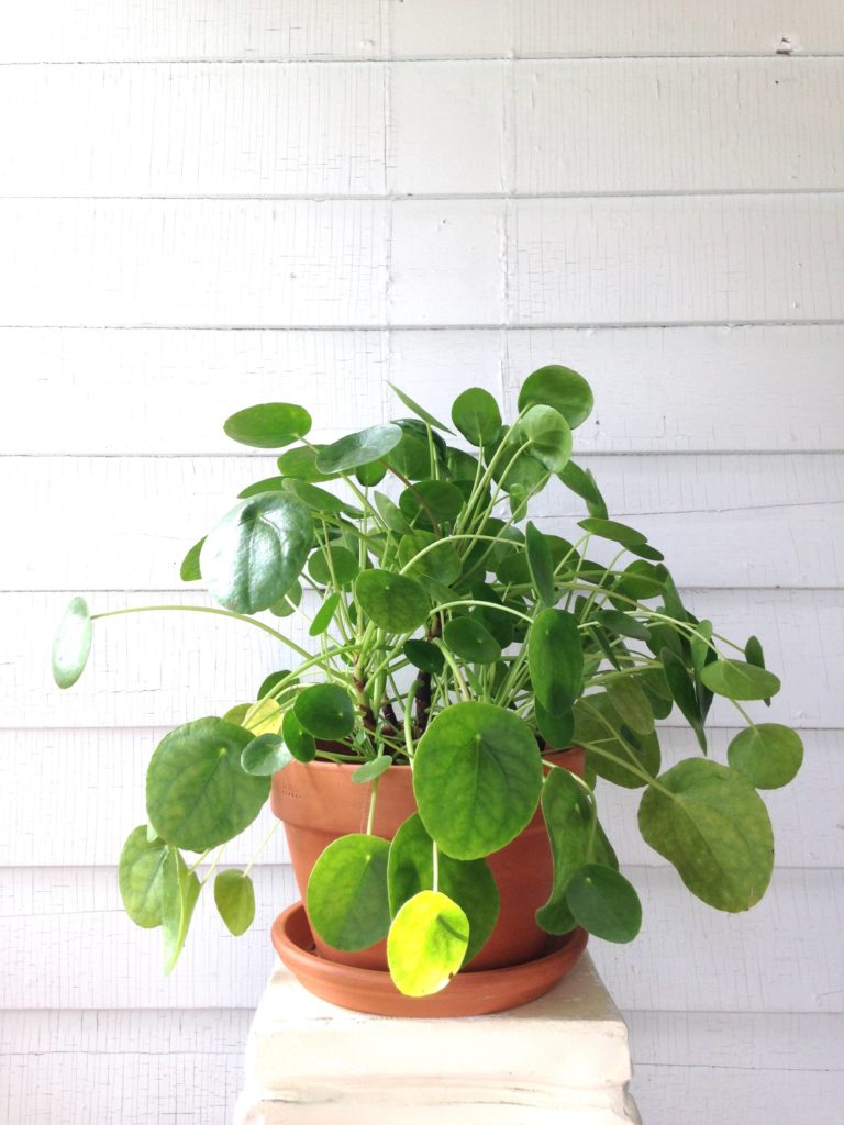 how to care for pilea peperomioides : leaf and paw