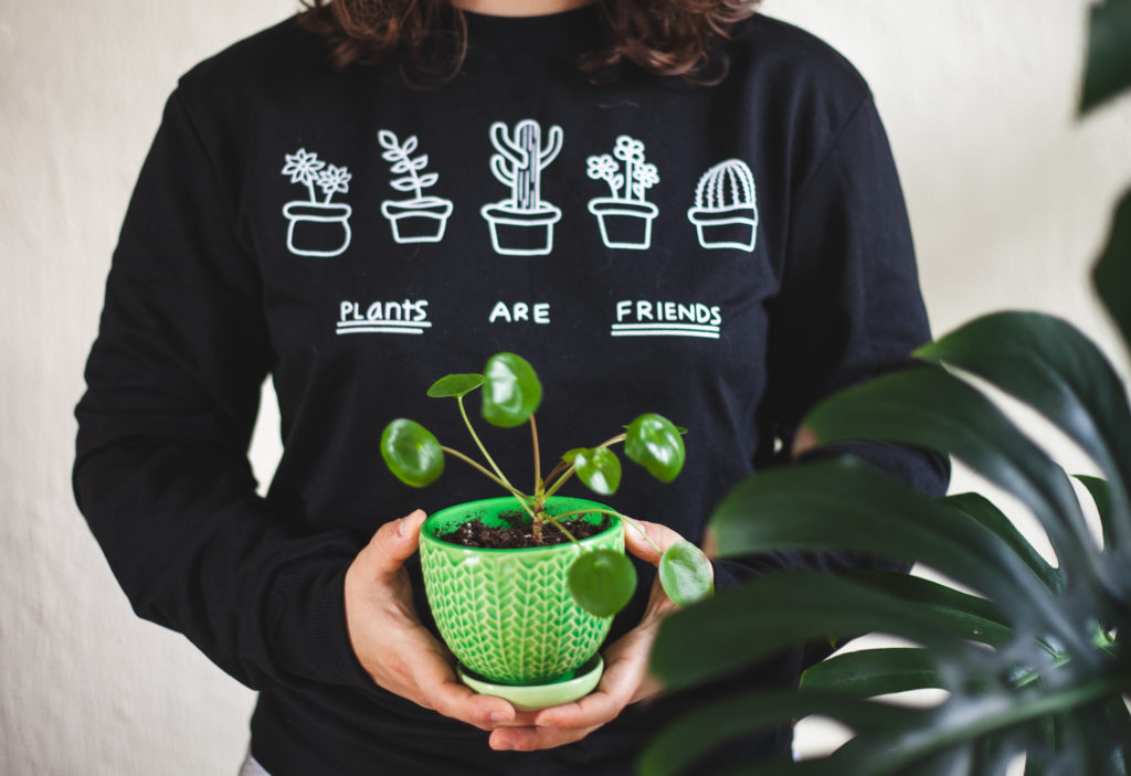 small pilea peperomioides " leaf and paw