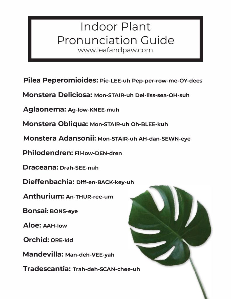 Plant pronunciation guide :: leafandpaw.com