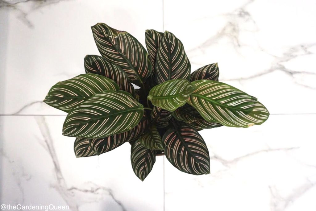 Calathea Ornata : leafandpaw.com