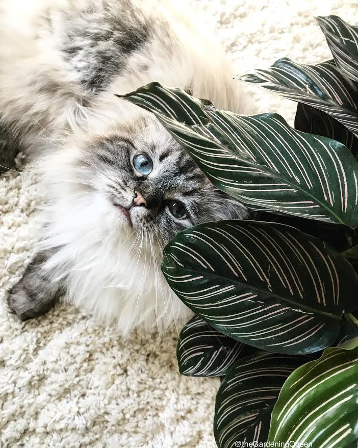 calathea crocata toxic to cats