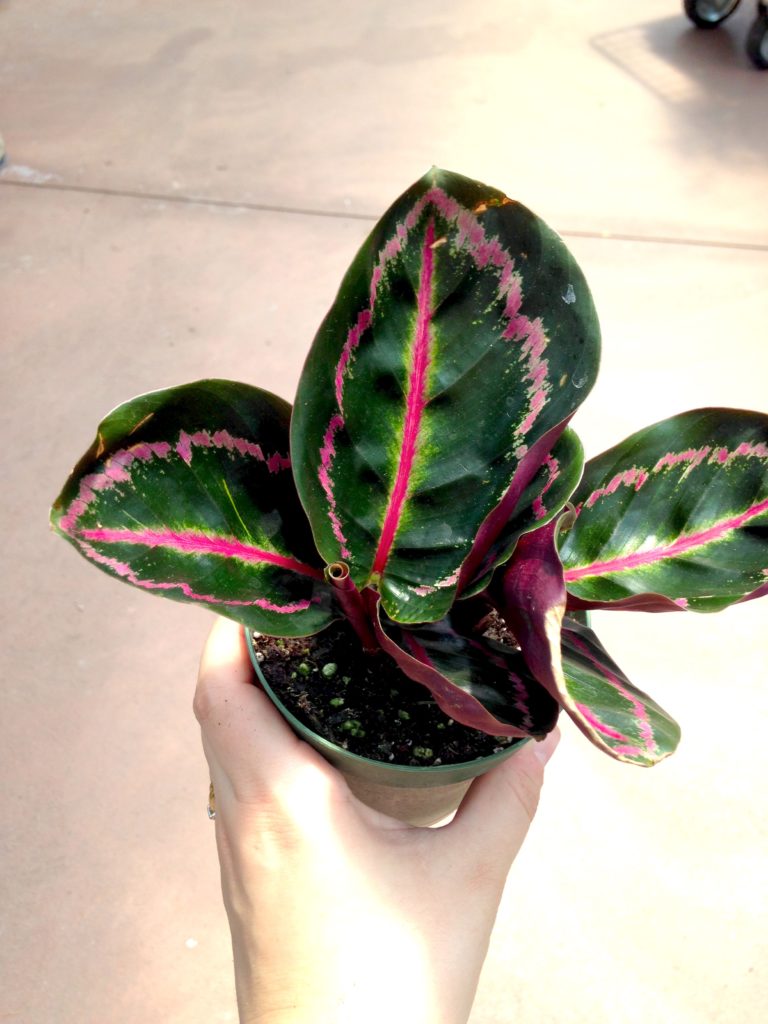 Calathea Roseopicta