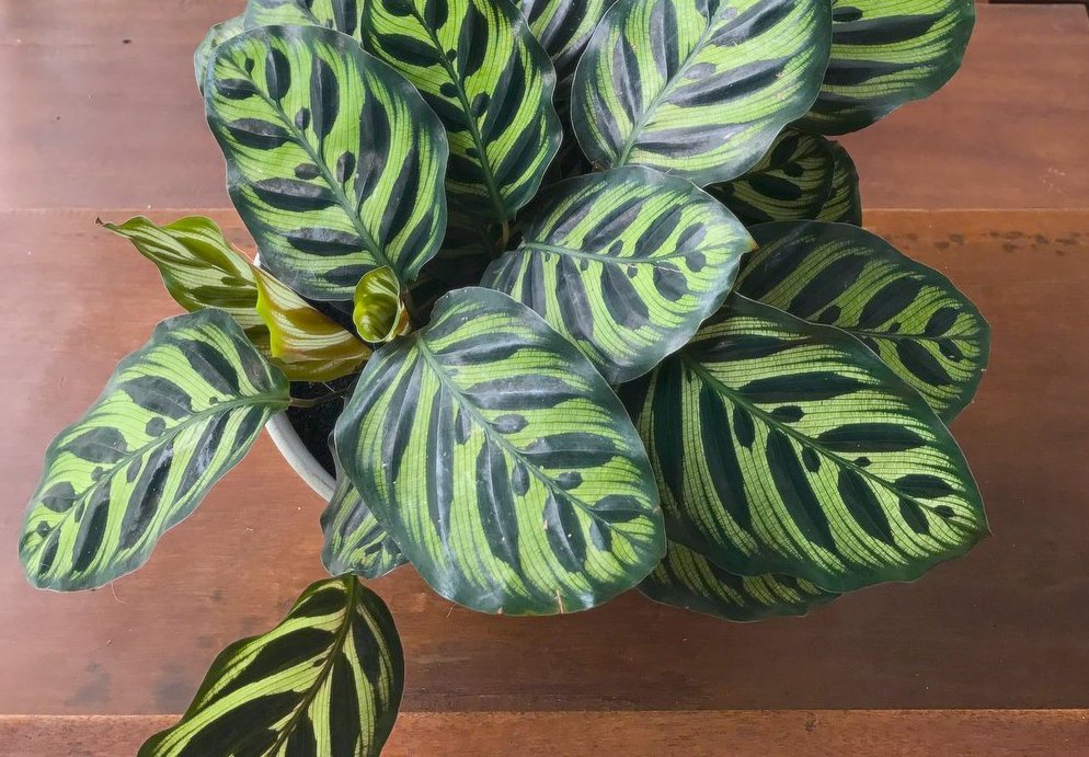 Калатея Макоя Calathea makoyana