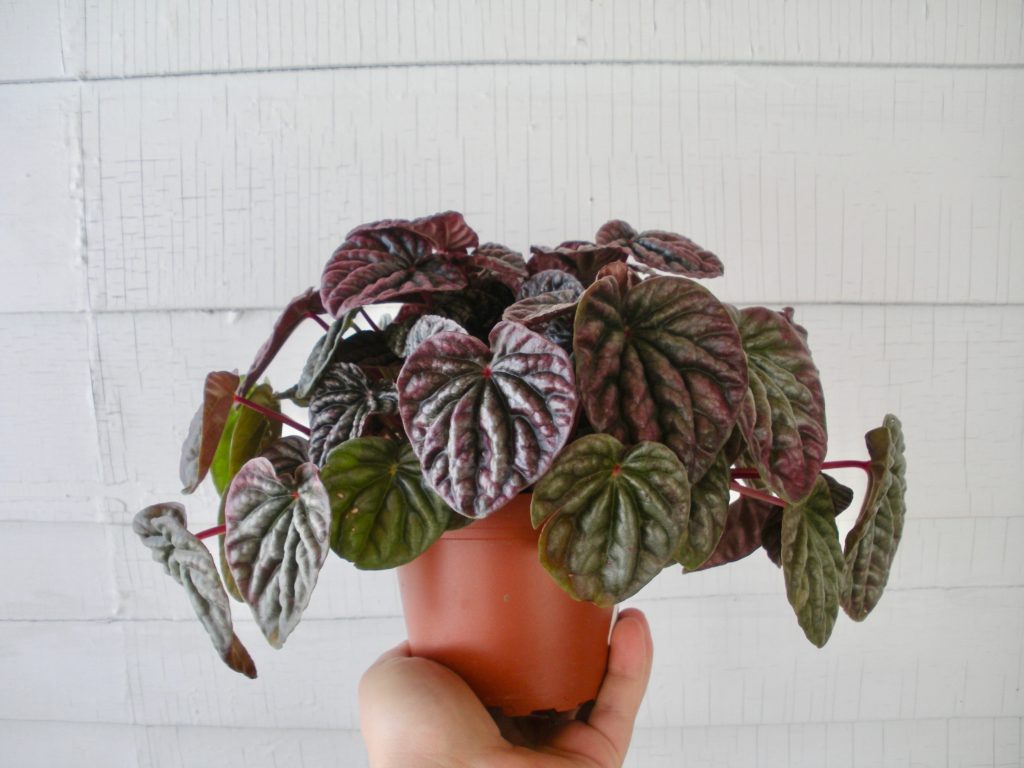 Pet Safe Peperomia - Ripple Peperomia