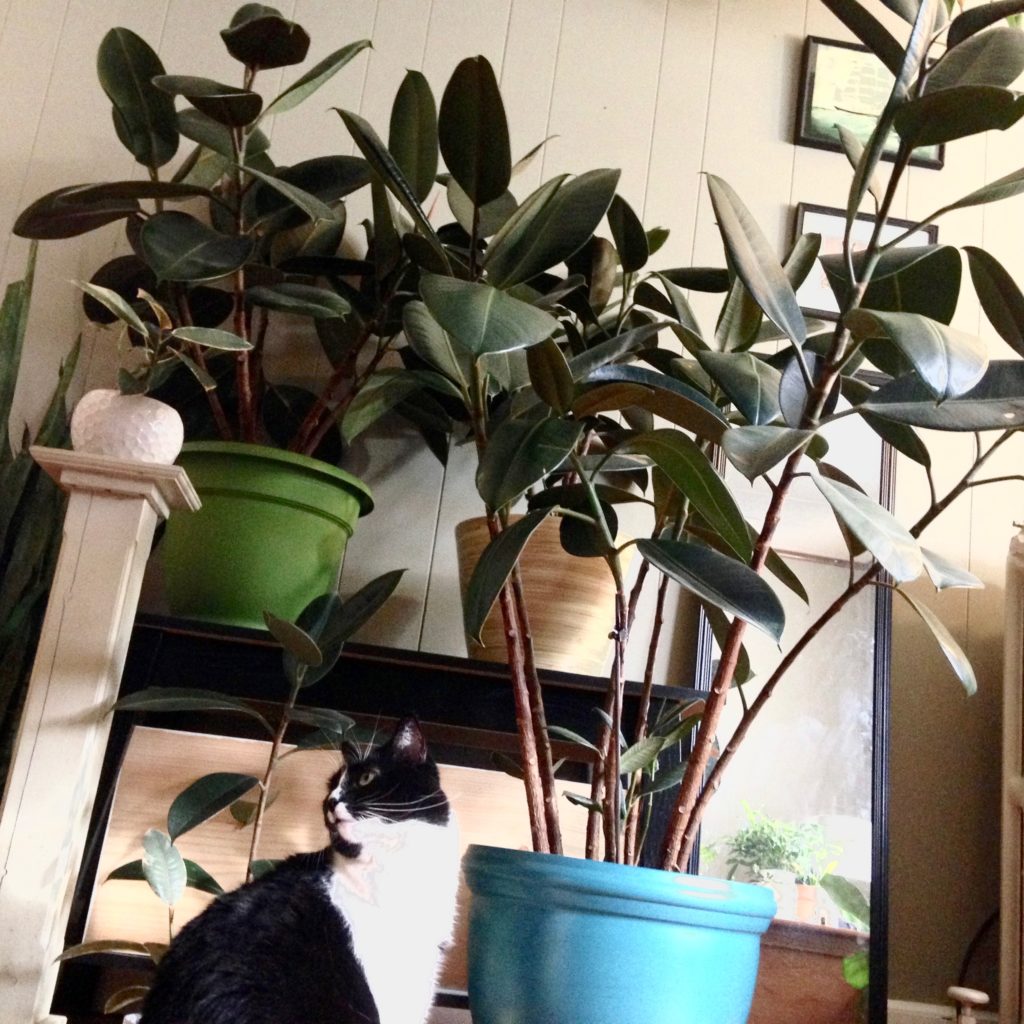 Plant Portrait The Rubber Tree Leaf And Paw