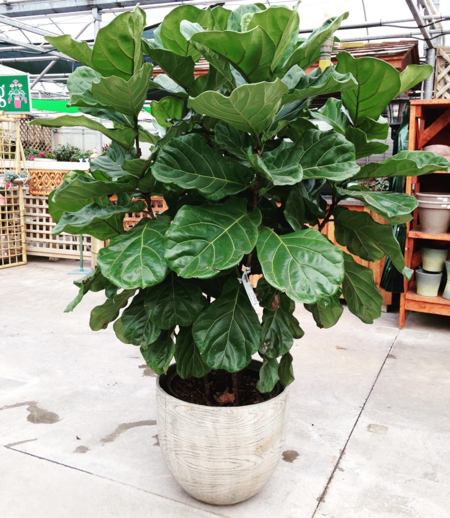 Plant Portrait Fiddle Leaf Fig Leaf and Paw