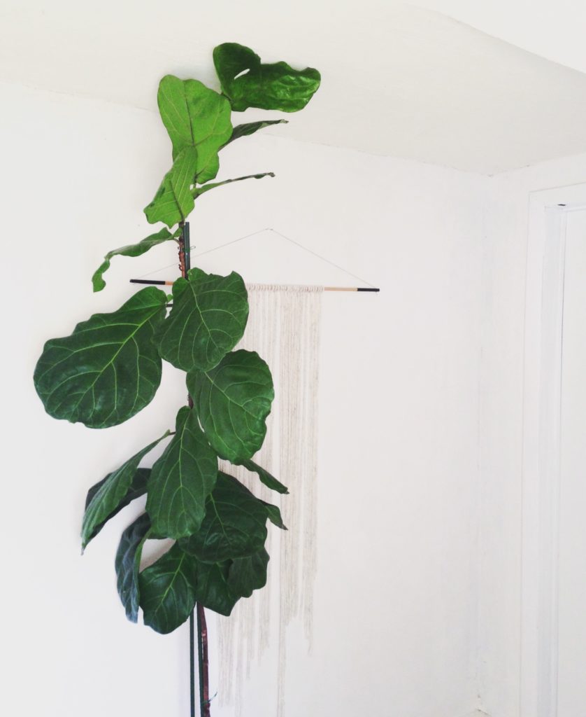 Plant Portrait Fiddle Leaf Fig Leaf And Paw