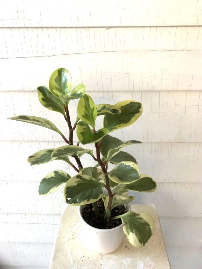 Plant Portrait The Rubber Tree Leaf And Paw