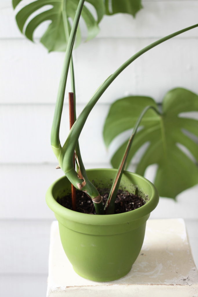 How To Propagate A Monstera Deliciosa Leaf And Paw