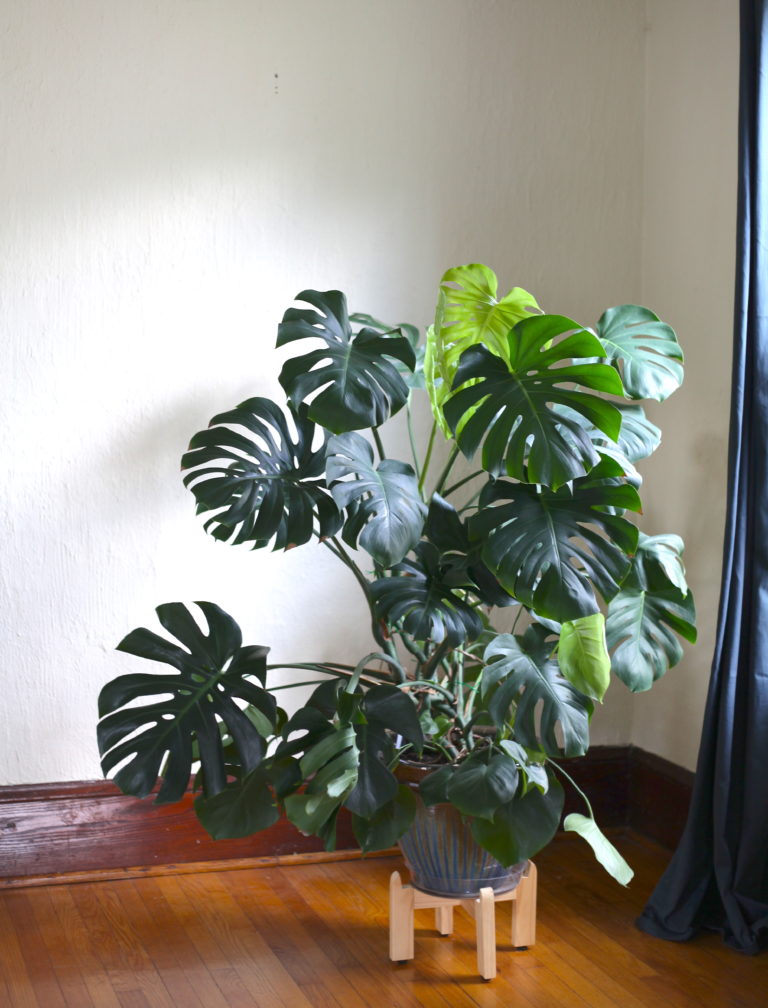 How To Propagate a Monstera Deliciosa Leaf and Paw