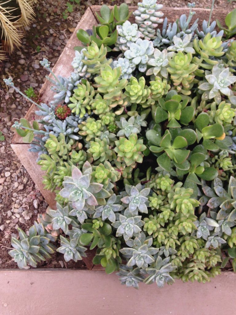 Succulent Varieties 