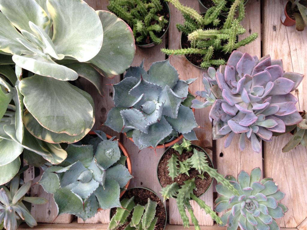 Types of Succulents