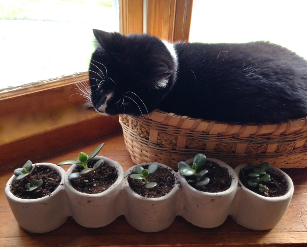 Jade Plant Propagation