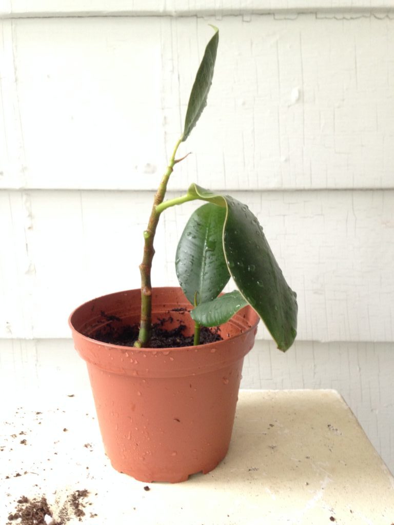 How to propagate a rubber tree