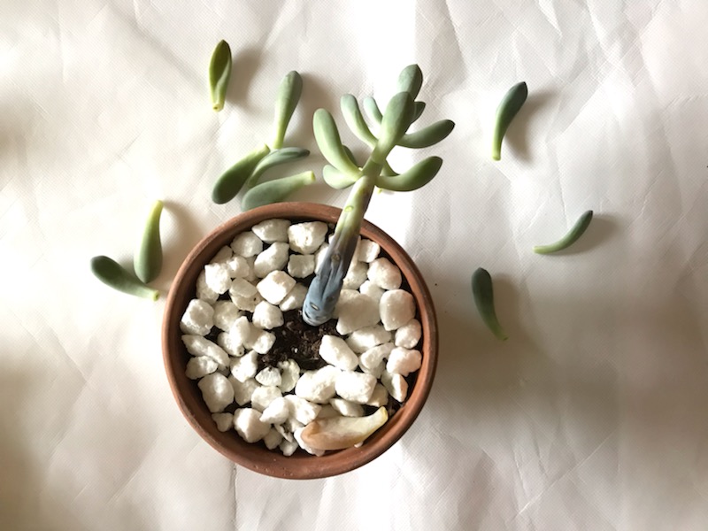 Why Your Succulents Are Dying