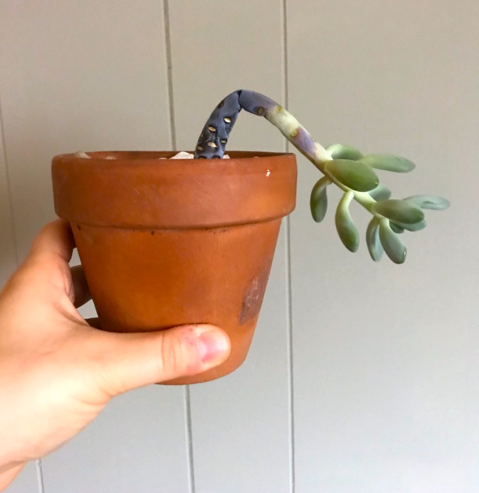 Why Your Succulents Are Dying