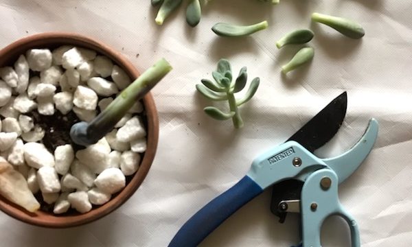 Why Your Succulents Keep Dying
