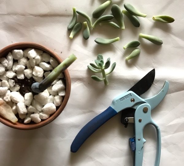 This is Why Your Succulents Keep Dying