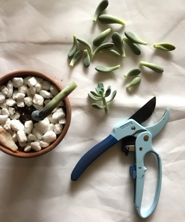 This is Why Your Succulents Keep Dying
