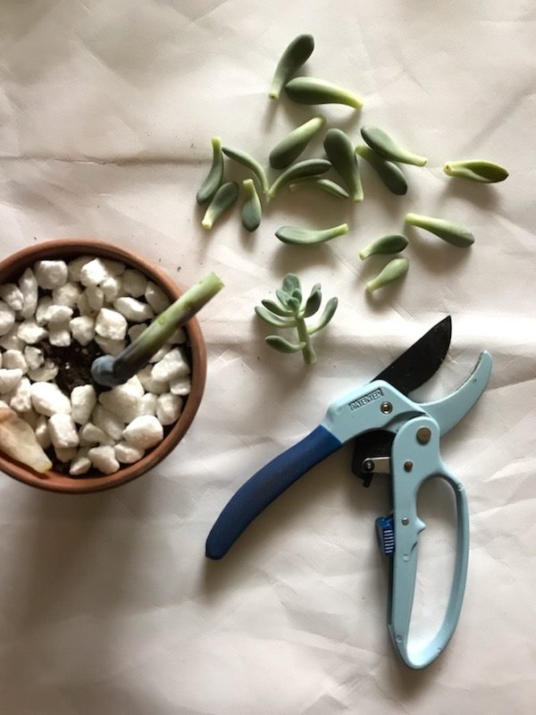 Why Your Succulents Keep Dying