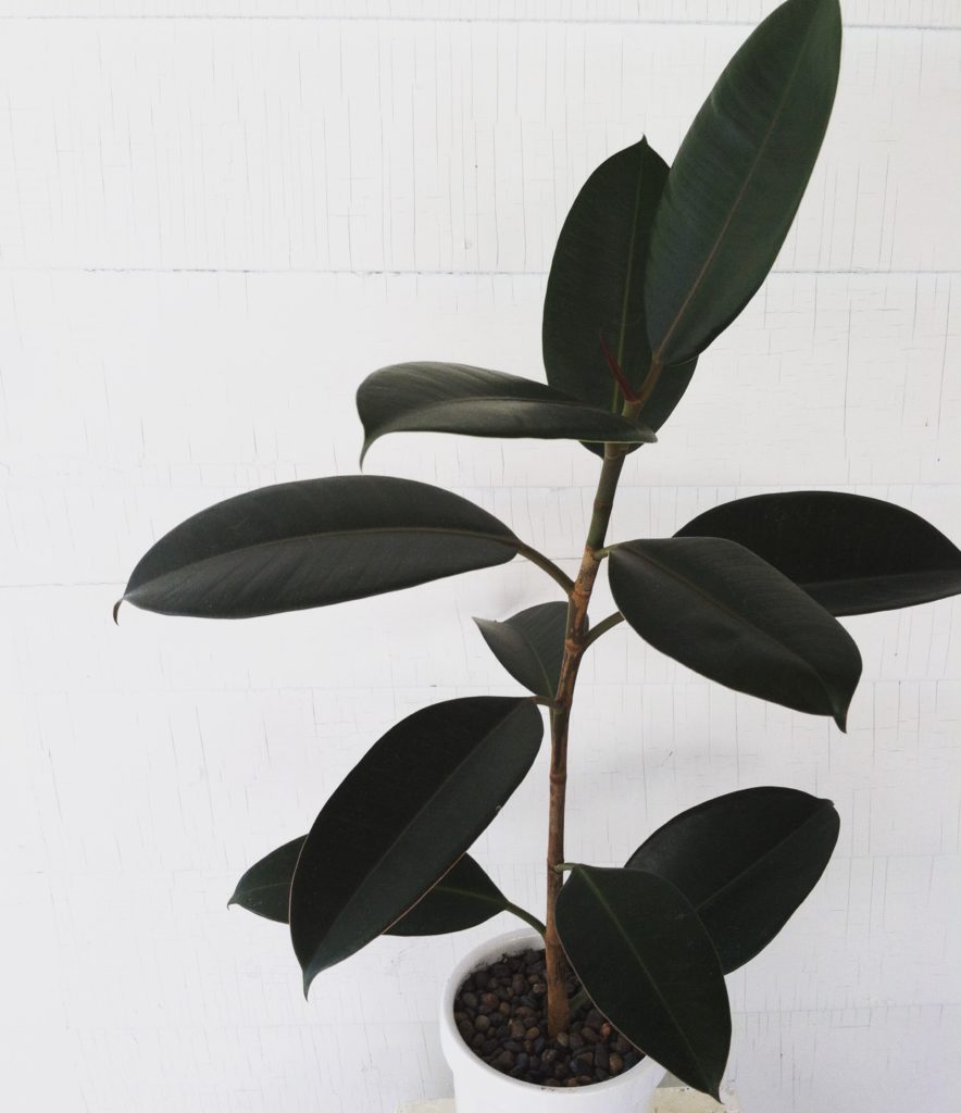 How To Propagate A Rubber Tree Leaf And Paw