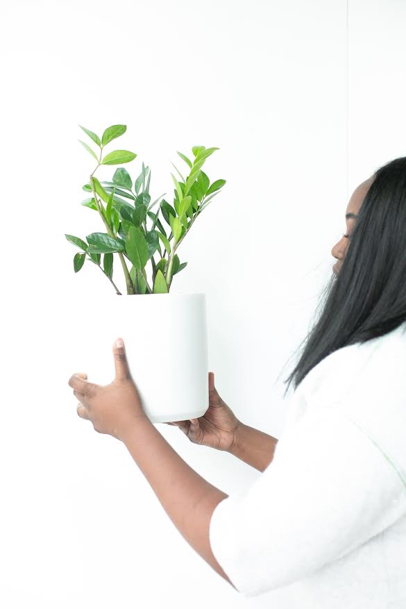 ZZ plant in white pot