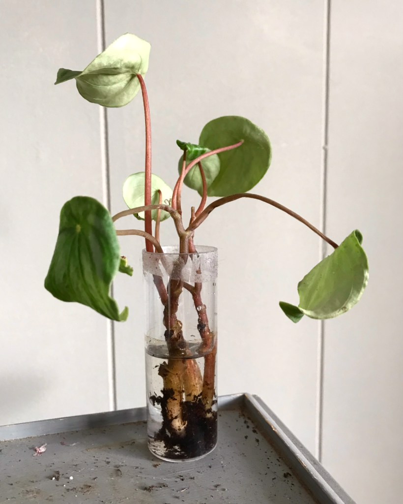 How to: Propagate a Watermelon Peperomia - Leaf and Paw