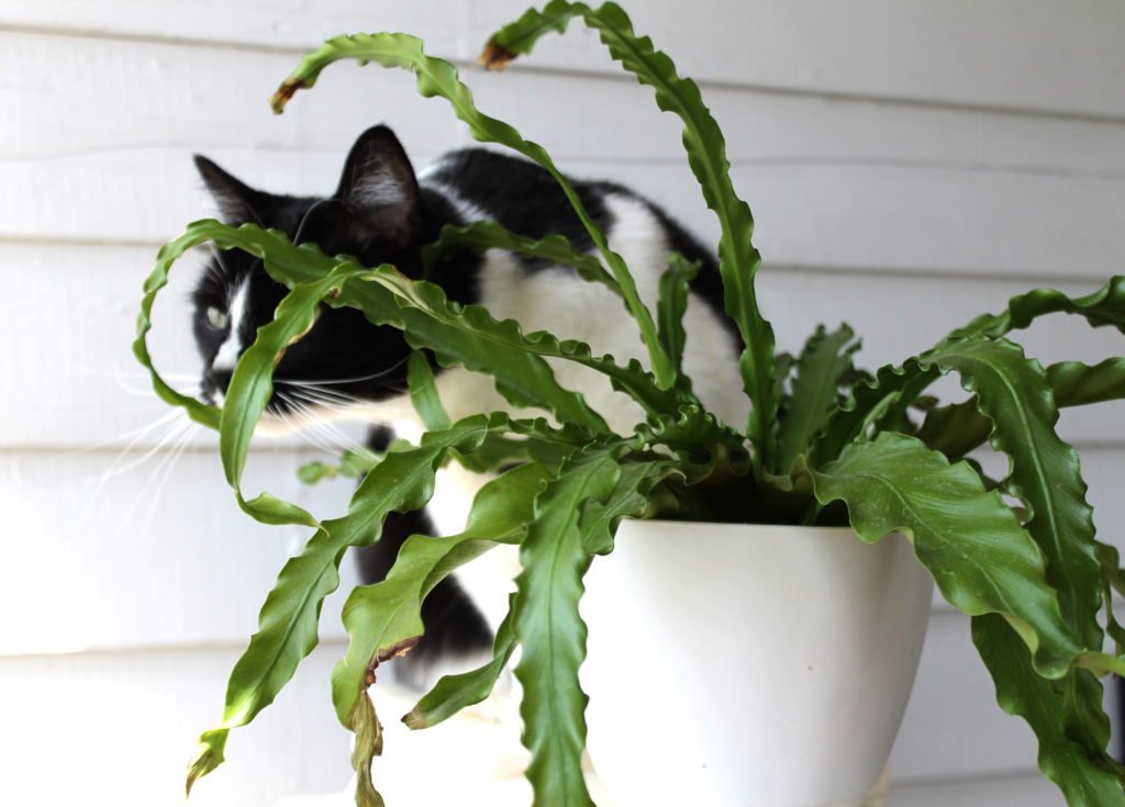 Ferns - Safe for Cats!