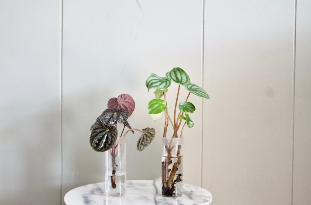 How to Propagate peperomia