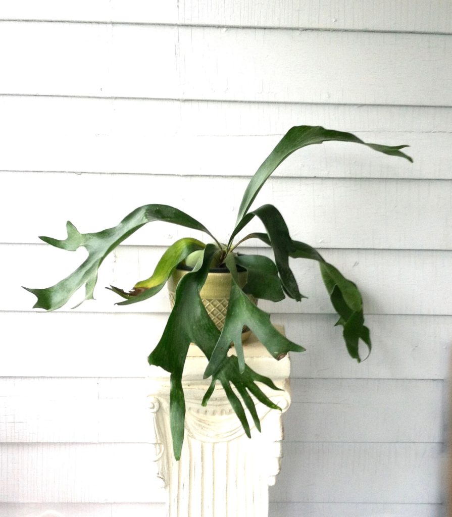 Staghorn Fern : leaf and paw