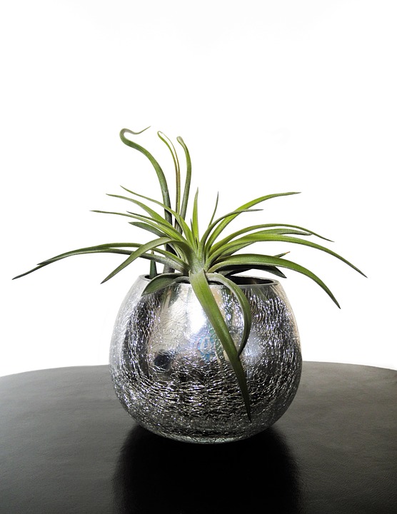 Air Plants - Safe for Cats!