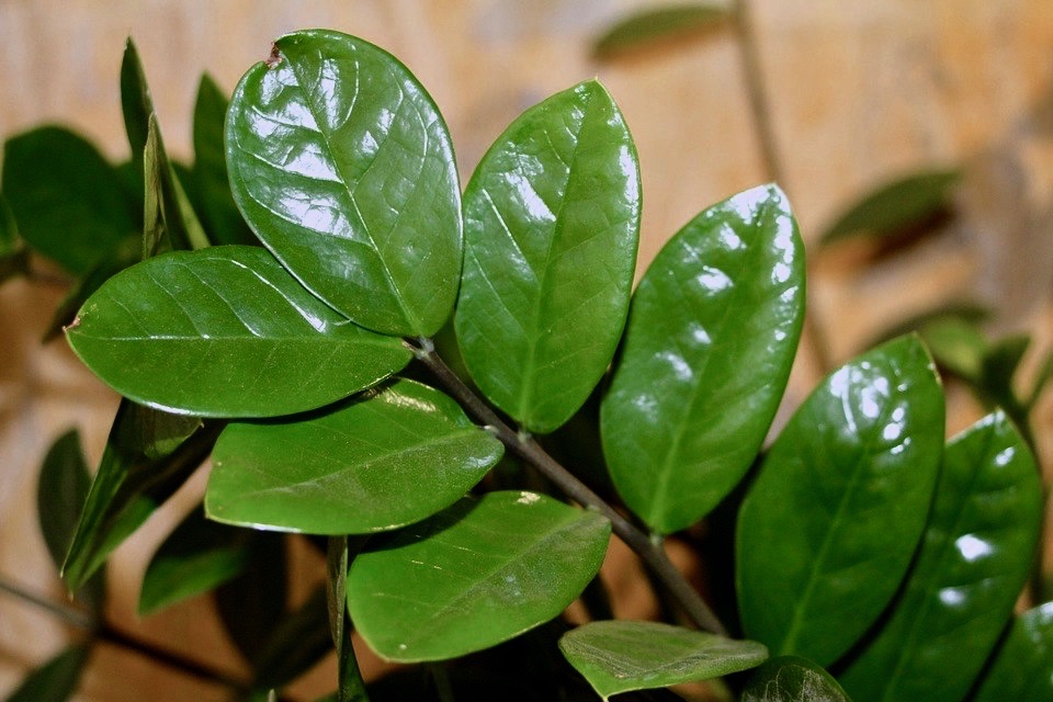 ZZ plant leaves