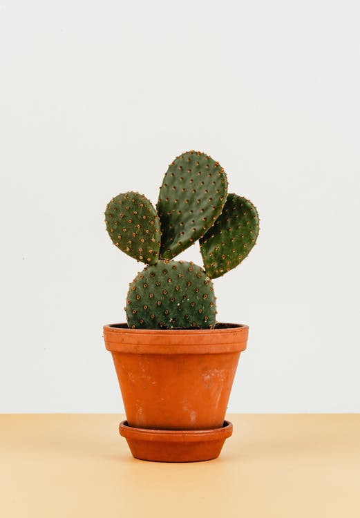 Bunny Ear cactus
