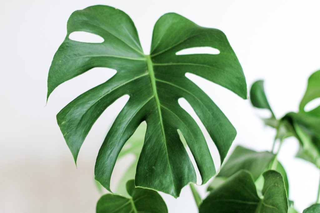 Monstera varieties :: Leaf and paw