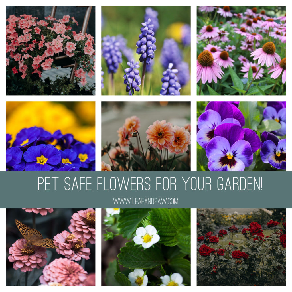 Perennial flowers sale safe for dogs