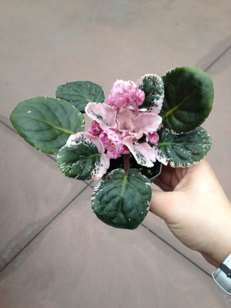 Variegated African Violet - Air Purifying Plants 